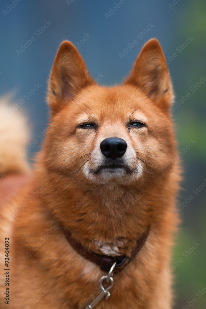 portrait of squinting hunting dog portrait of squinting hunting dog