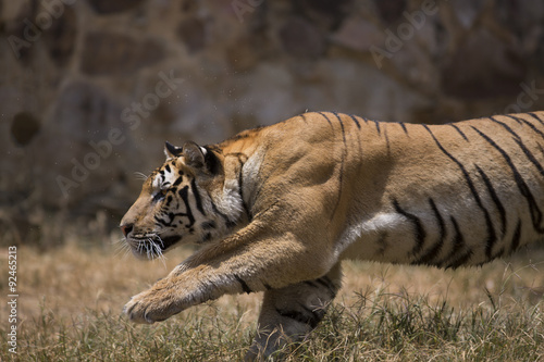 Fototapeta Naklejka Na Ścianę i Meble -  Portrait of active tiger in different actiond