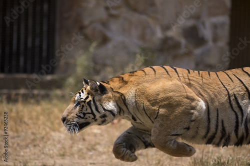 Fototapeta Naklejka Na Ścianę i Meble -  Portrait of active tiger in different actiond