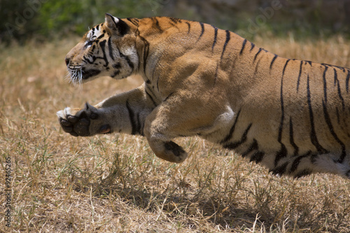 Fototapeta Naklejka Na Ścianę i Meble -  Portrait of active tiger in different actiond