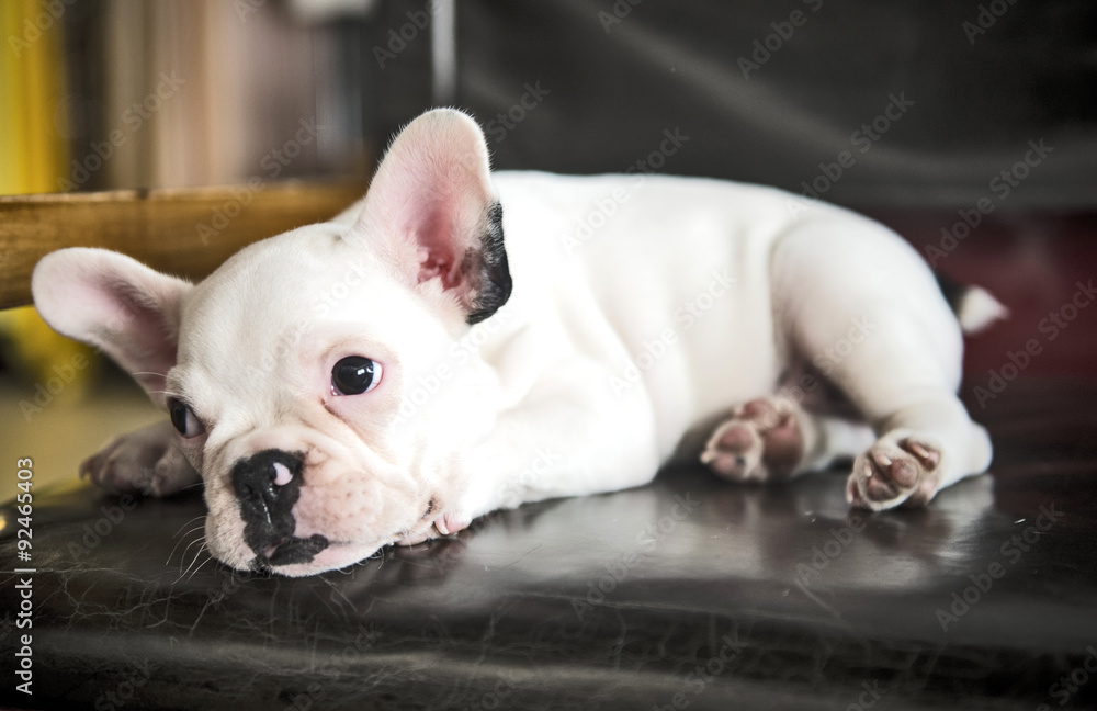 cute puppy - white bulldog 