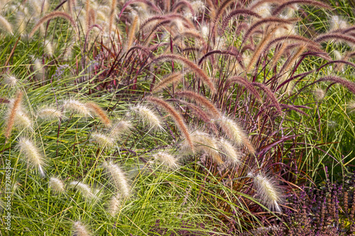  Different Ornamental Grasses.