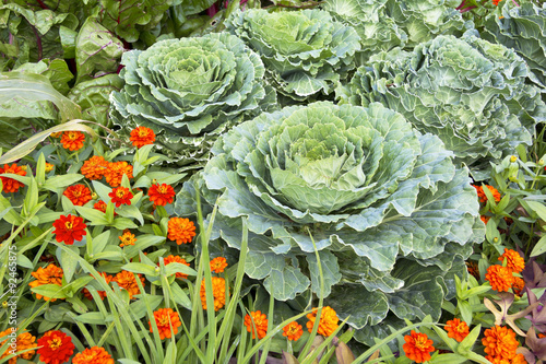 Brassica oleracea, ornamental cabbage