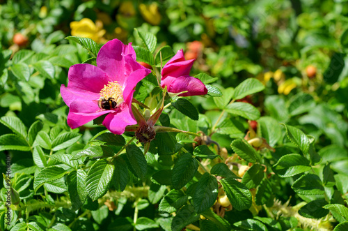 Wallpaper Mural Kartoffel-Rose Torontodigital.ca