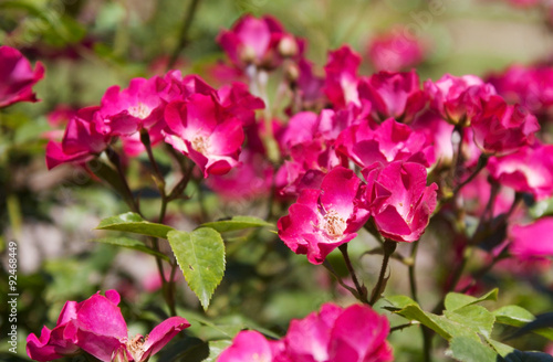 rose bushes