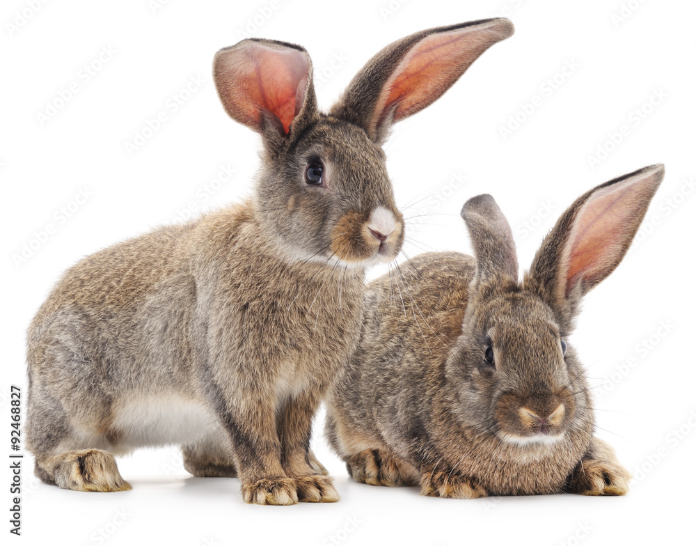 Two brown rabbits. Two brown rabbits.