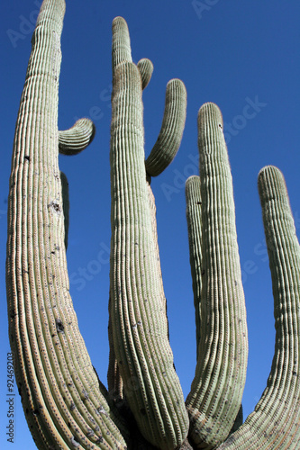 Wide-angle view of an old, tall Giant Saguaro with many arms or branches