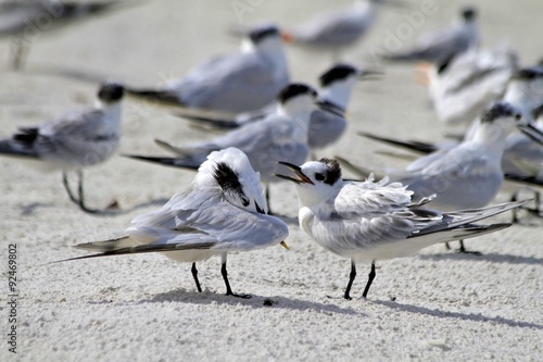 royal terns, naples beach