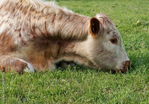 Despondent Cow / Apparently Sad Young English Longhorn Bullock Lying on the Ground © MK Jones