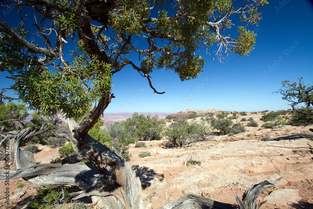 Utah Juniper in Canyonlands National Park in southern Utah