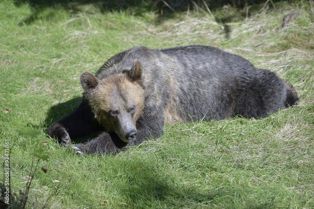 Female Grizzly (Brown) Bear resting on grass in British Columbia, Canada