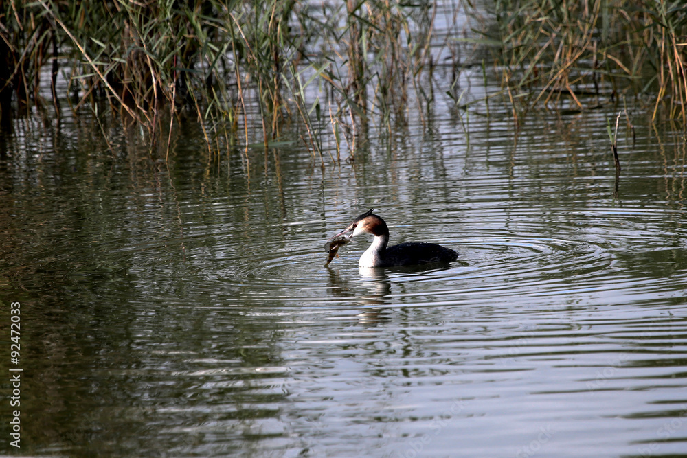 grèbe huppé avec un poisson grèbe huppé avec un poisson