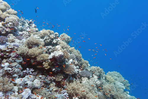  coral reef with shoal of fishes scalefin anthias, underwater