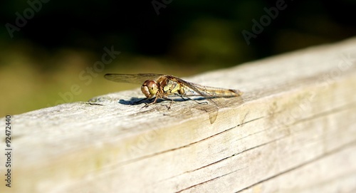 Female Common Darter Dragonfly © MK Jones