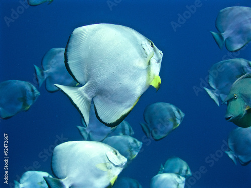 bat fish