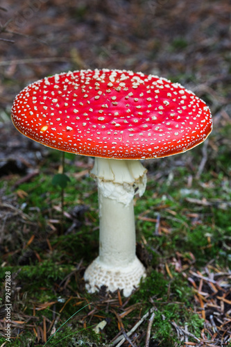 Amanita muscaria mushroom in a forest