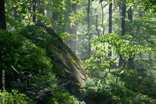 Green forest with stones with sunrays in the spring morning