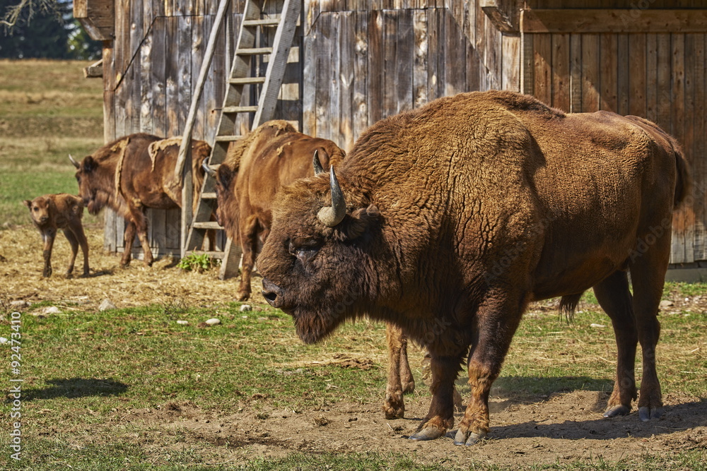 Fototapeta premium Large European bison (Bison bonasus) dominant bull and his herd in a nature reserve in Vama Buzaului, Brasov, Romania.