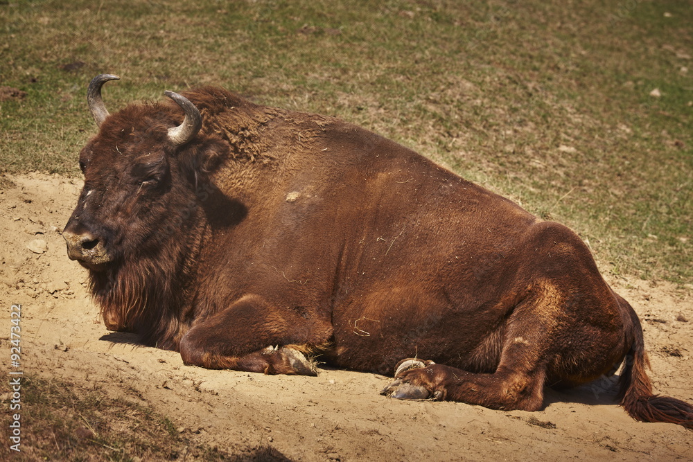 Adult European bison (Bison bonasus) female resting in the sun.