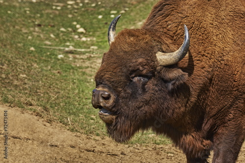 Head closeup of a roaring European bison (Bison bonasus) male, bull in pairing season.
