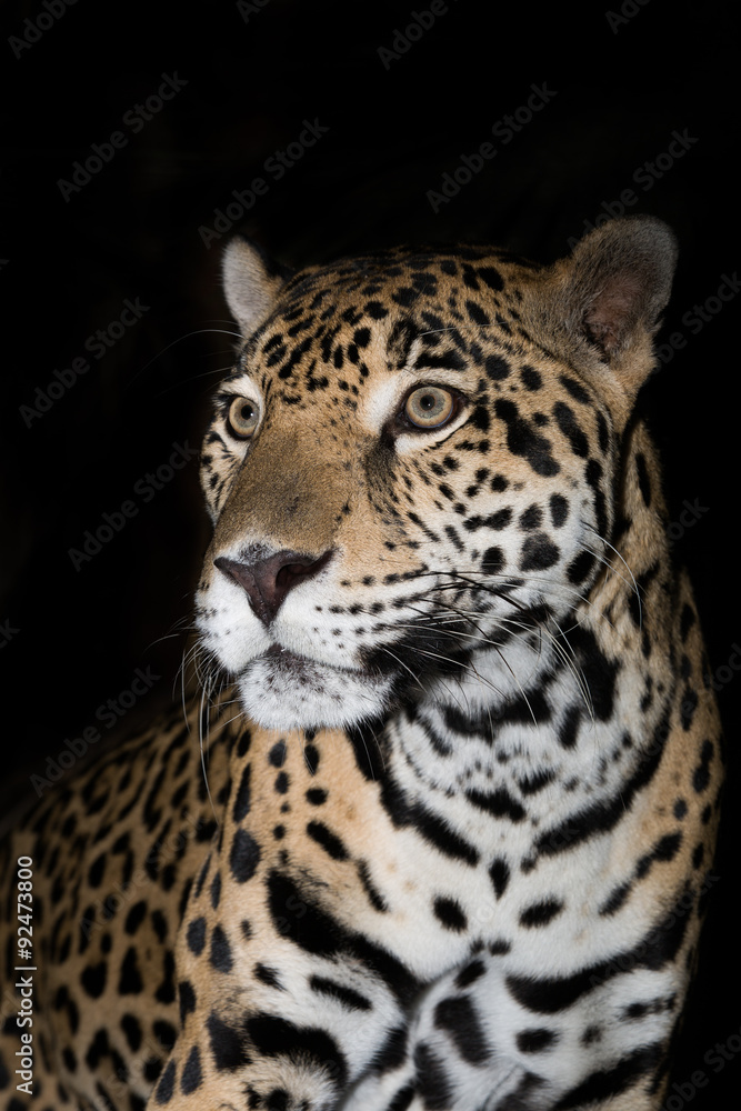 Obraz premium Jaguar closeup