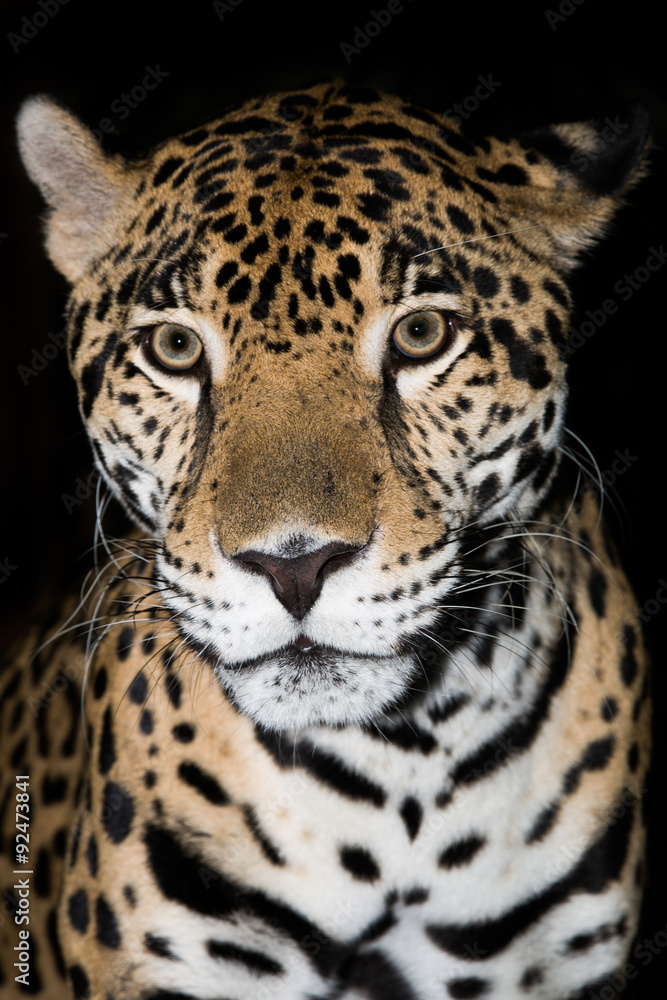 Jaguar closeup Jaguar closeup