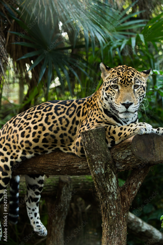 Jaguar closeup Jaguar closeup