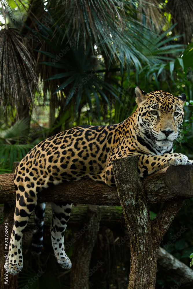 Naklejka premium Jaguar closeup