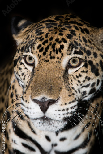 Jaguar closeup © jamenpercy