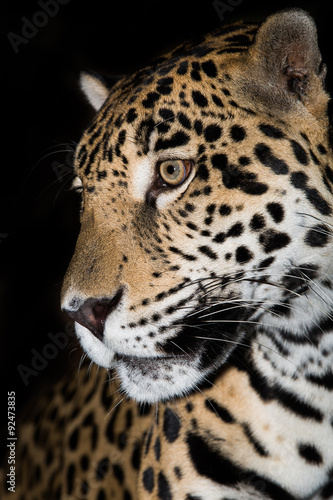 Jaguar closeup © jamenpercy