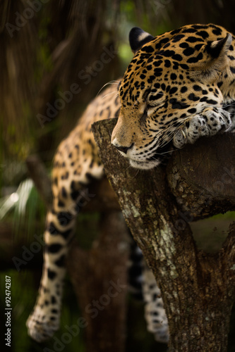 Fototapeta Naklejka Na Ścianę i Meble -  Jaguar closeup