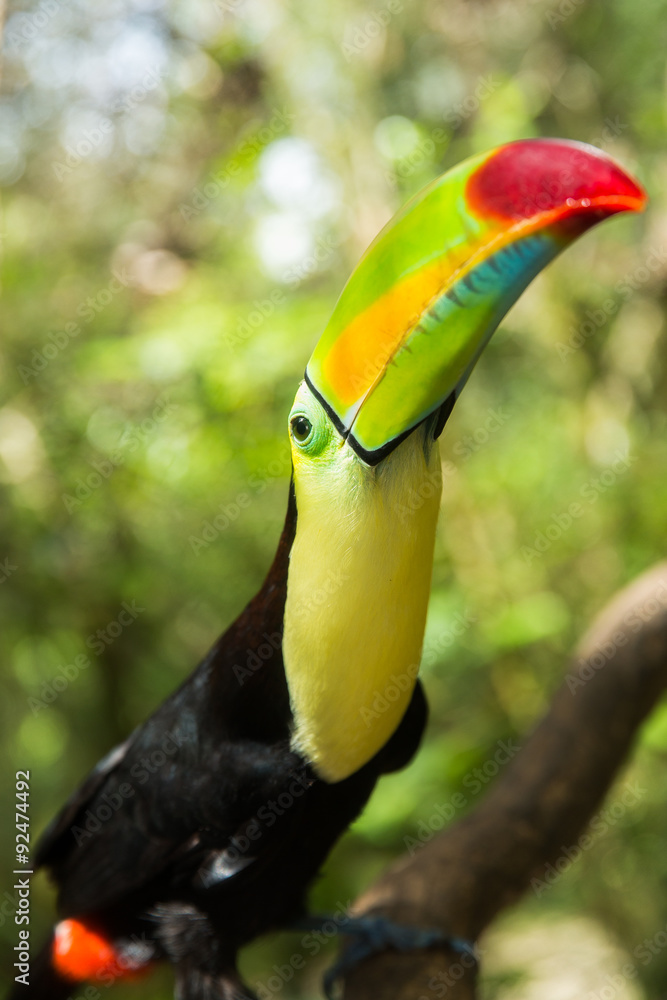 Fototapeta premium Toucan portrait closeup