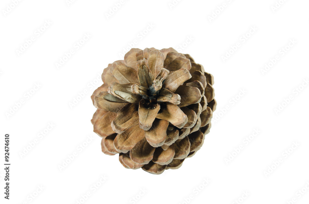 brown pine cone isolated on white background, include with clipping path brown pine cone isolated on white background, include with clipping path