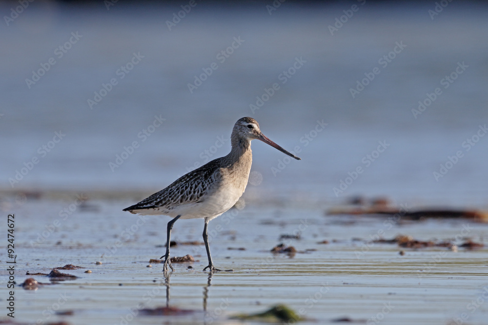Black-tailed godwit, Limosa limosa Black-tailed godwit, Limosa limosa