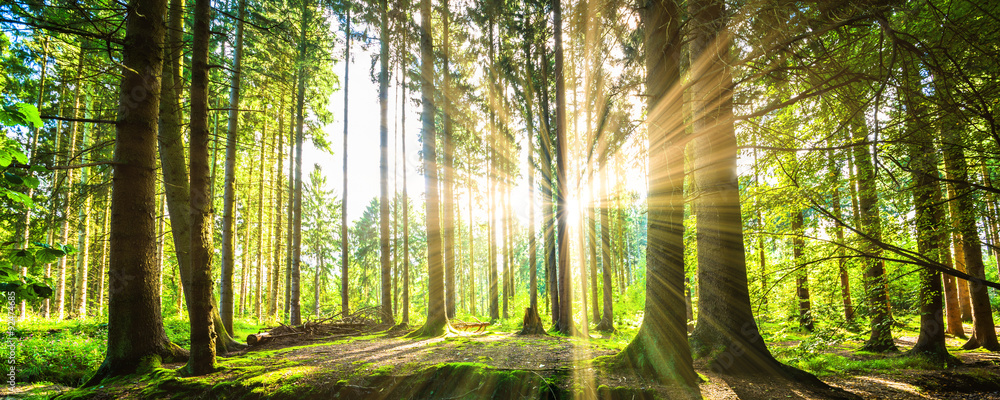 Fototapeta premium Lasowa panorama z promieniami słonecznymi
