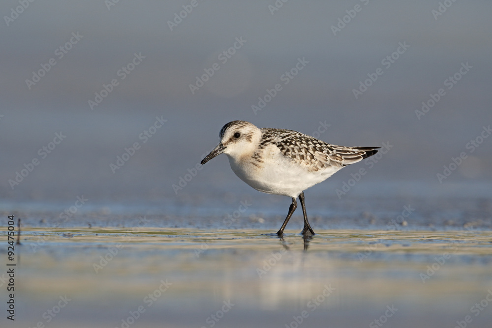Sanderling, Calidris alba Sanderling, Calidris alba