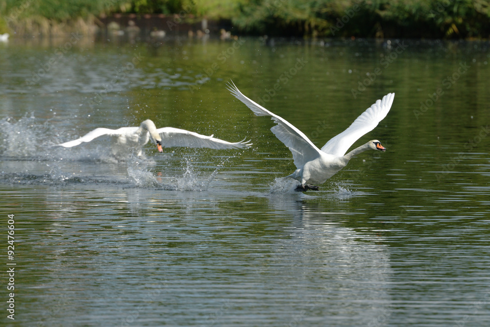 Mute Swan