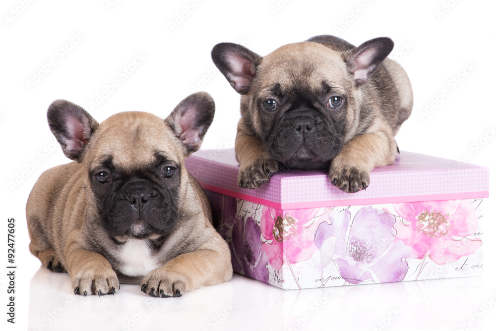 two adorable french bulldog puppies with a box
