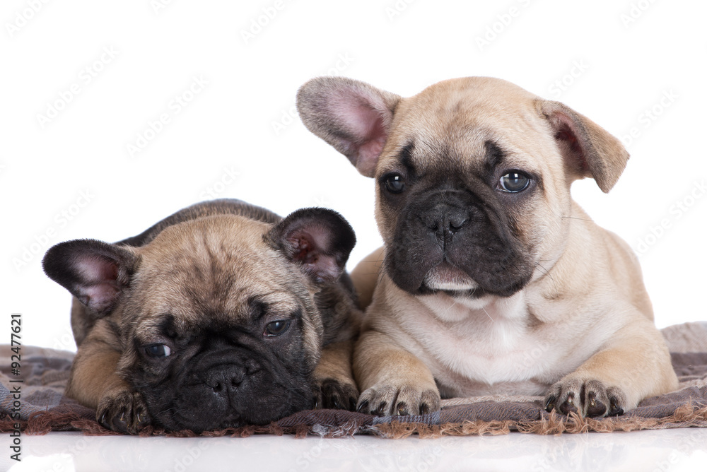 two french bulldog puppies