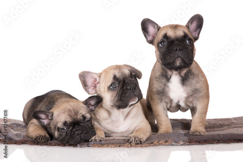 three french bulldog puppies on white