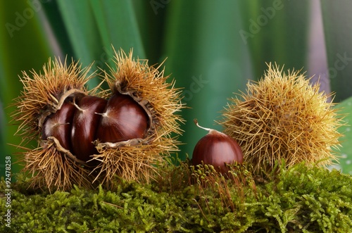 Castagne nel riccio posate su muschio