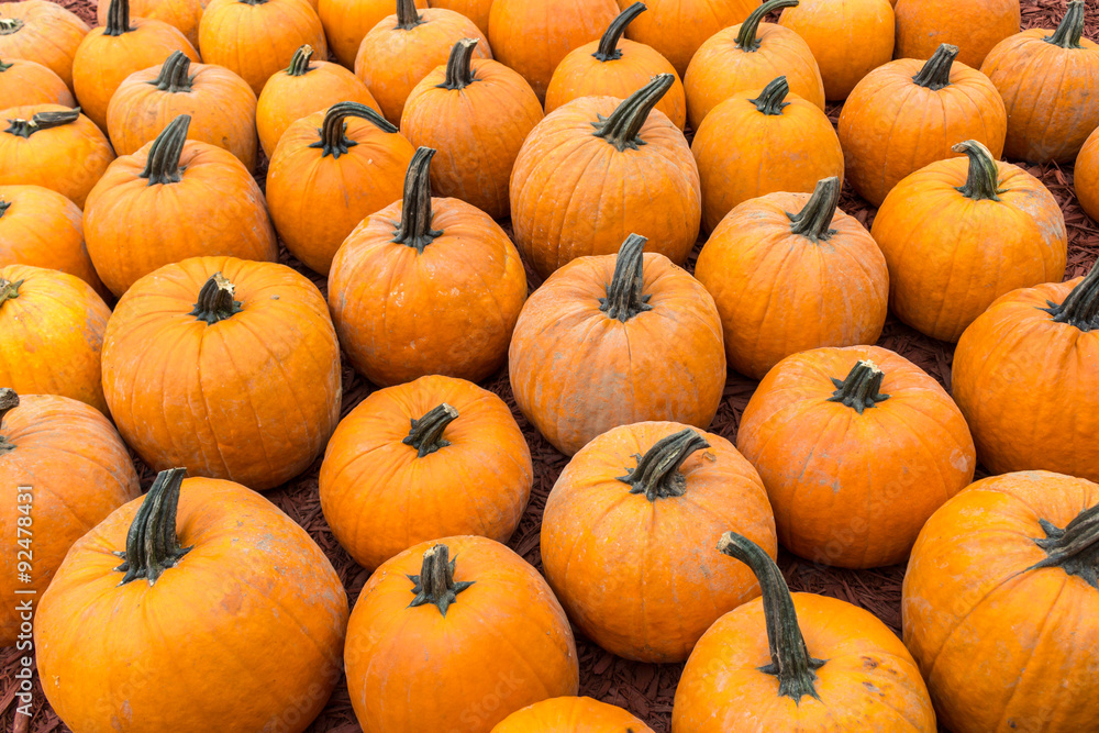 Pumpkins Pumpkins