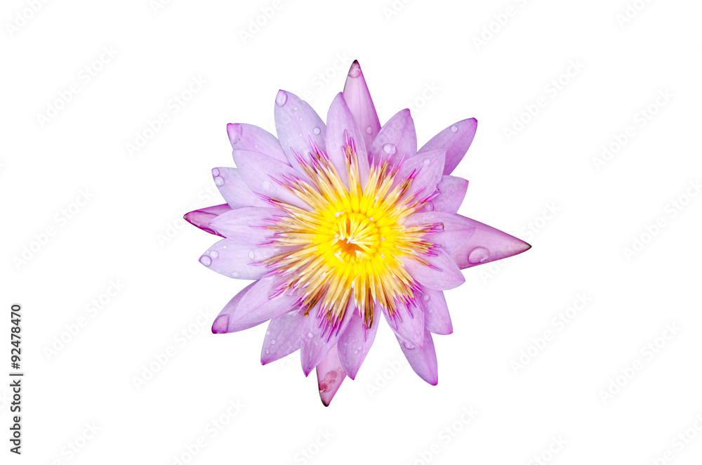 top view lotus on white background and water drop include path top view lotus on white background and water drop include path