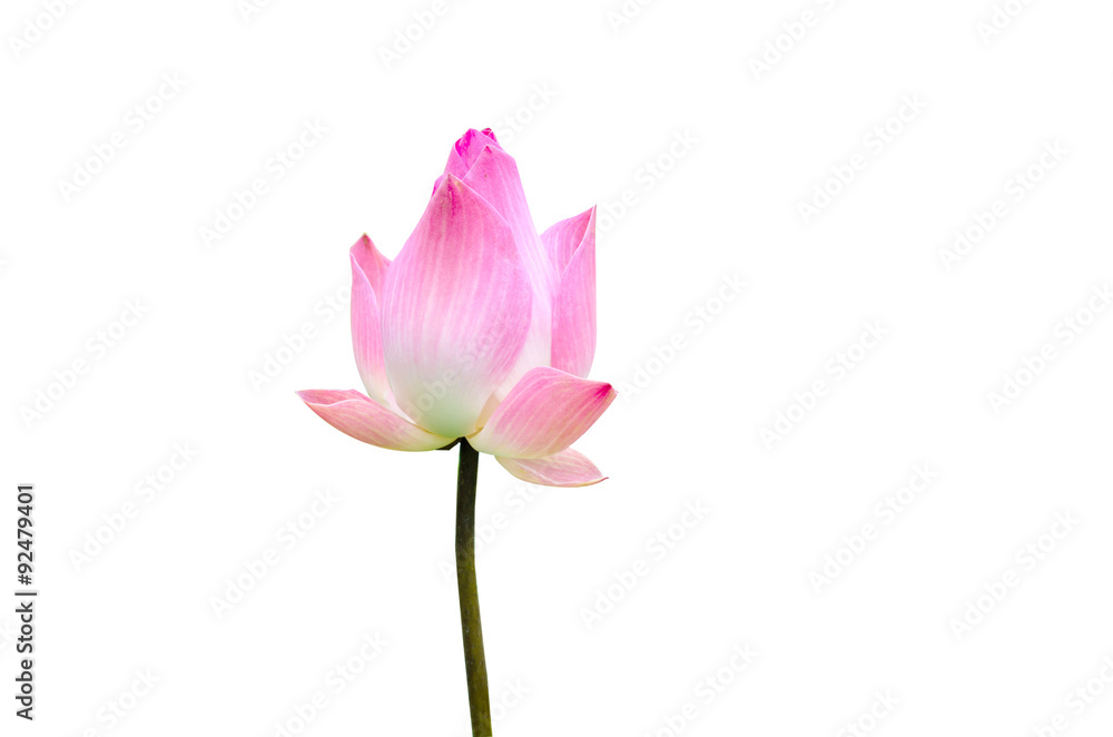 lotus on white background with path lotus on white background with path