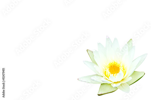 lotus on white background with path