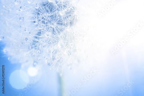 dandelion macro