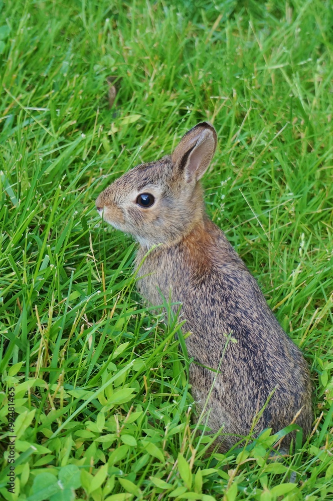 Fototapeta premium Wild bunny rabbit visiting the garden