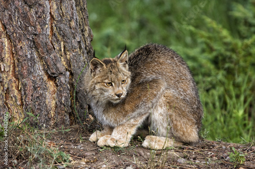Crouching Lynx © dssimages