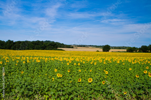 sunflower field