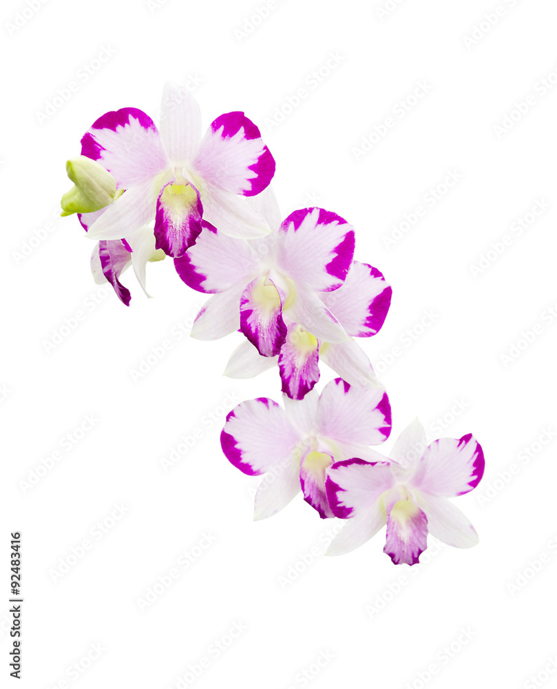 orchid isolated on white orchid isolated on white